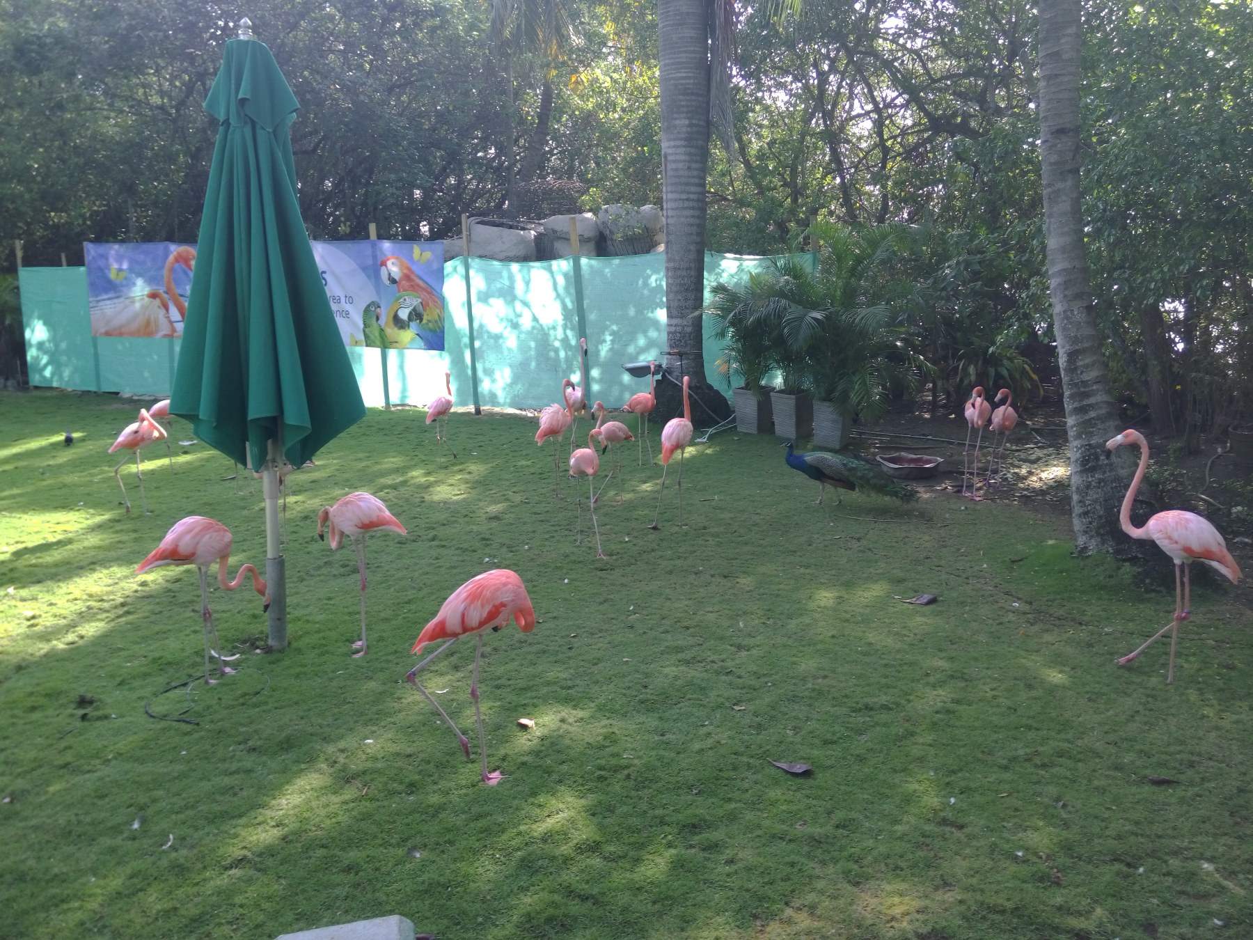 Flamants roses au parc animalier