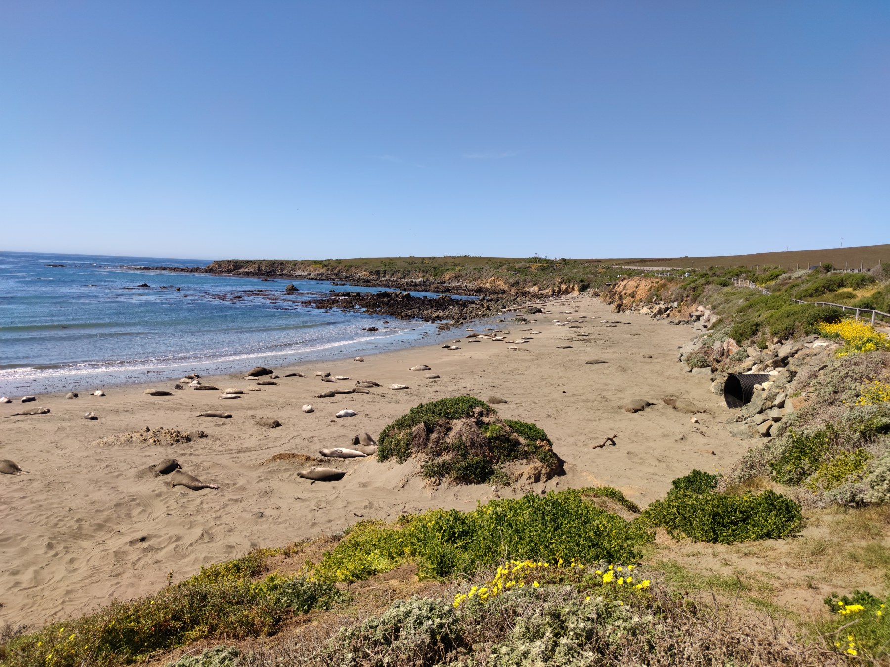 Elephant Seal Vista Point, Californie