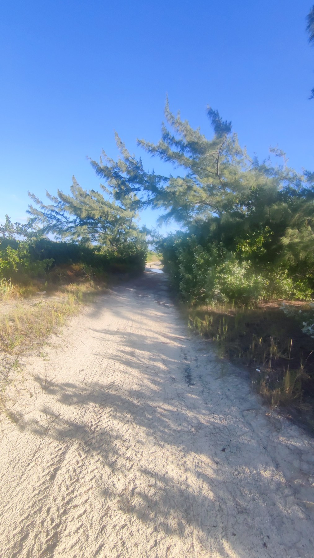 Sentier de sable sous les pins
