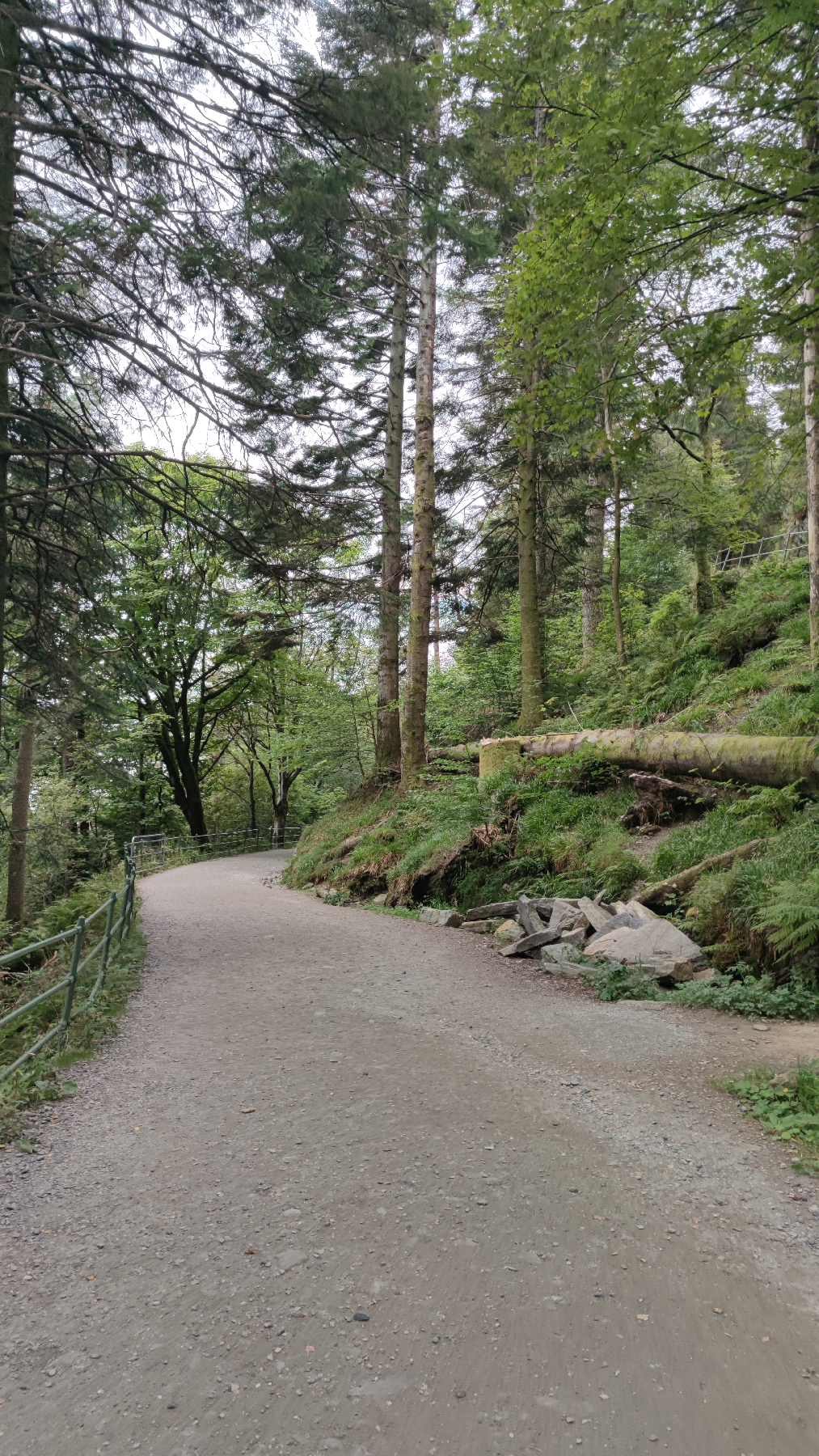 Sentier forestier à Bergen