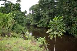 Rivière dense du Gabon Rivière dense du Gabon