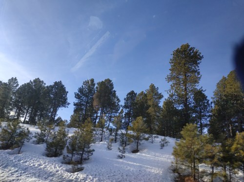 Roadtrip USA 2019 - Forêt enneigée près de Flagstaff, Arizona