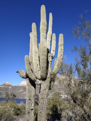 Roadtrip USA 2019 - Cactus géant près de Lake Powell Roadtrip USA 2019 - Cactus géant près de Lake Powell