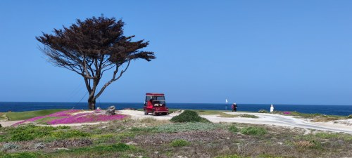 L'arbre de Pebble Beach, Californie