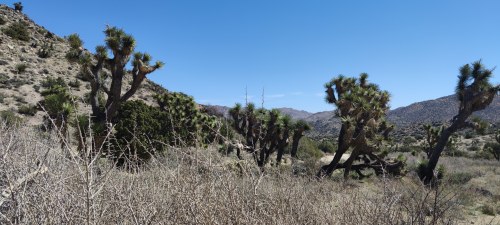 Joshua Tree National Park, Californie