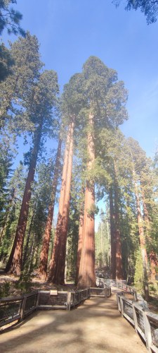 Grand séquoia de Sequoia National Park