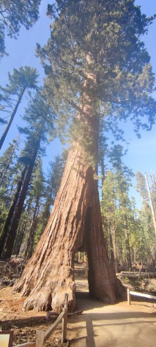 Grand séquoia de Sequoia National Park