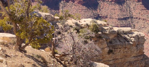 Grand Canyon, Arizona, USA