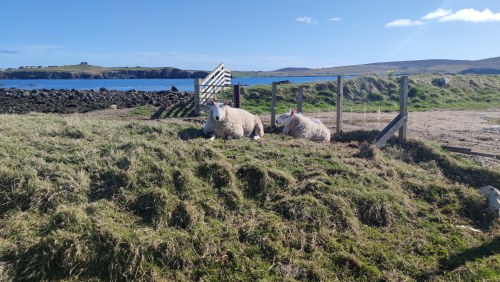 Moutons près de Stornoway, Écosse