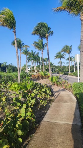 Allée des palmiers à Isla Mujeres